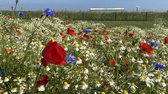 Holland mengsel - Veldbloemenmengsel meerjarig - 500gr. - Advanta