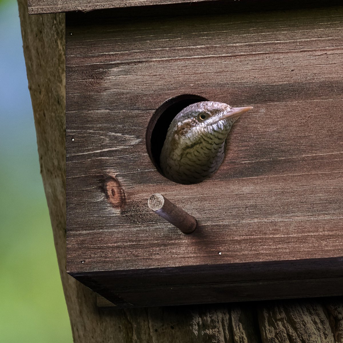 Nichoir pour étourneaux Relaxdays - bois - nichoir à oiseaux - suspendu -  ouverture