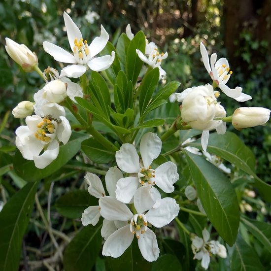 Choisya 'Aztec Pearl' - Oranger du Mexique 25-30 cm pot