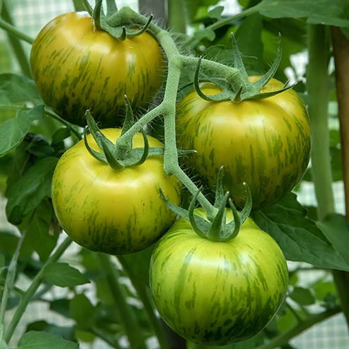 Tomaten zaden - Tomaat Green Zebra