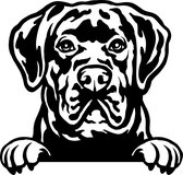 Sticker - Glurende Hond - Cane Corso - Zwart - 25x20cm - Peeking Dog