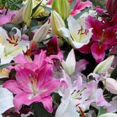 Lilium orientalis mix