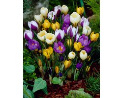 Crocus Botanisch Mix | 15 stuks | Krokus