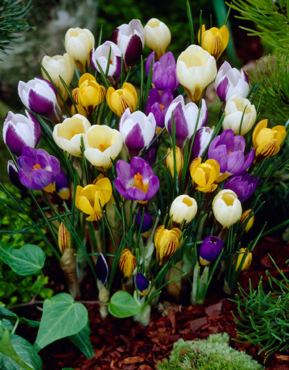 Crocus Botanisch Mix | 15 stuks | Krokus