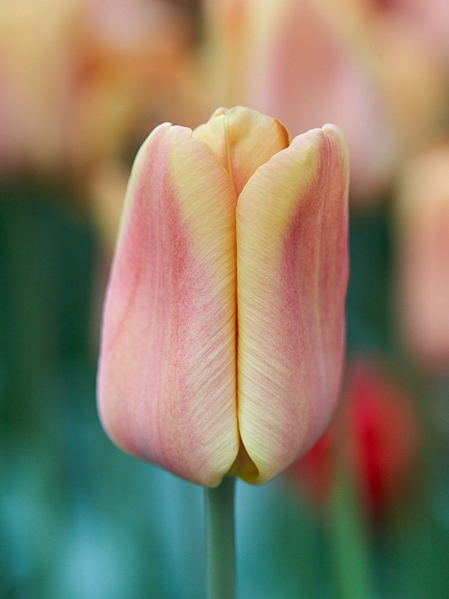 25x Tulpen 'Apricot foxx' - BULBi® Bloembollen met bloeigarantie