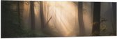 Vlag - Bomen - Bos - Pad - Zonlicht - Bladeren - 150x50 cm Foto op Polyester Vlag
