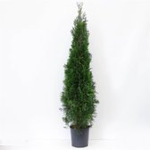 Thuja occidentalis 'Smaragd' C15 150-175 cm