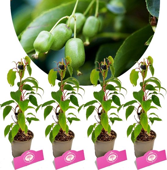 Trio Plants Mini Kiwi Actinidia Arguta – 3 Pieds Kiwis Hardy, Dont Pollinisateur Mâle, Résistant -25°C, Prêt à Produire