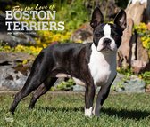 Boston Terrier Kalender 2024 Deluxe