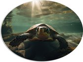 PVC Schuimplaat Ovaal - Oog in Oog met Zeeschildpad - 68x51 cm Foto op Ovaal (Met Ophangsysteem)