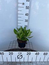 3 stuks | Hydrangea macrophylla 'Libelle' C2 25-30 cm