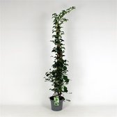 1 stuk(s) | Hydrangea anomala petiolaris C7.5 125-150 cm - Populair bij vogels - Snelle groeier - Zeer winterhard - Bladverliezend - Bloeiende plant