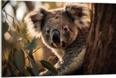 Acrylglas - Nieuwsgierige Koala Vanachter Dikke Boom - 120x80 cm Foto op Acrylglas (Wanddecoratie op Acrylaat)