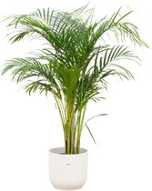 Green Bubble - Dypsis Lutescens (Areca palm) inclusief elho Vibes Fold Round wit Ø25 - 140cm