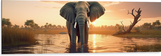 Dibond - Olifant Lopend door Laagstaand Beekje bij Zonsondergang - 120x40 cm Foto op Aluminium (Met Ophangsysteem)