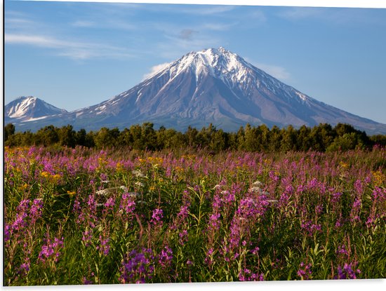 Dibond - Bruine Berg aan het Einde van Roze Bloemenveld - 80x60 cm Foto op Aluminium (Wanddecoratie van metaal)