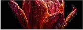 Poster (Mat) - Druppels op Gedroogde Tulp tegen Zwarte Achtergrond - 60x20 cm Foto op Posterpapier met een Matte look