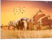 PVC Schuimplaat- De Dieren van het Afrikaanse Landschap - 80x60 cm Foto op PVC Schuimplaat