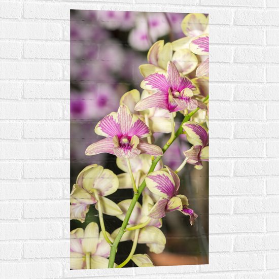 Muursticker - Paars met groene orchidee bloemen met andere orchidee bloemen op de achtergrond - 50x100 cm Foto op Muursticker