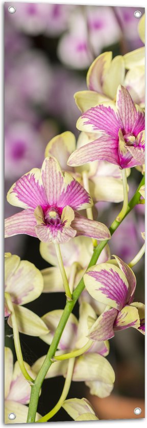 Tuinposter – Paars met groene orchidee bloemen met andere orchidee bloemen op de achtergrond - 40x120 cm Foto op Tuinposter (wanddecoratie voor buiten en binnen)
