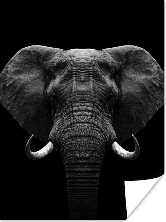 Affiche Animaux - Éléphant - Portrait - Zwart et Wit - 60x80 cm