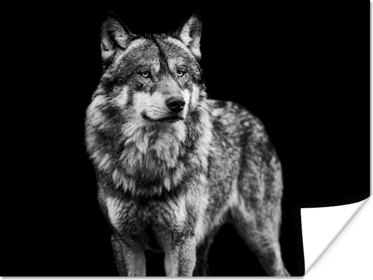 Poster Wolf - Dieren - Wild - Zwart - Wit - 120x90 cm