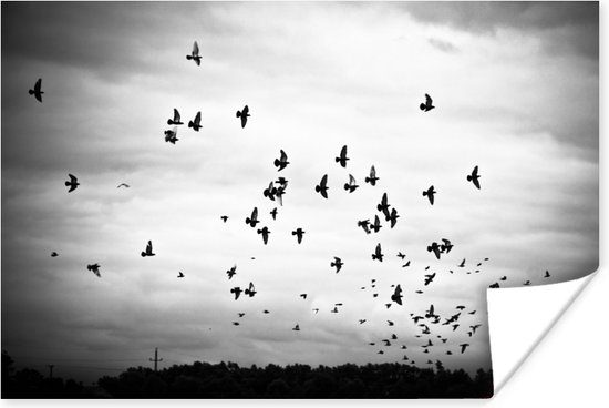 Poster Animaux - Vogels - Nuages ​​- Zwart - Wit - 60x40 cm