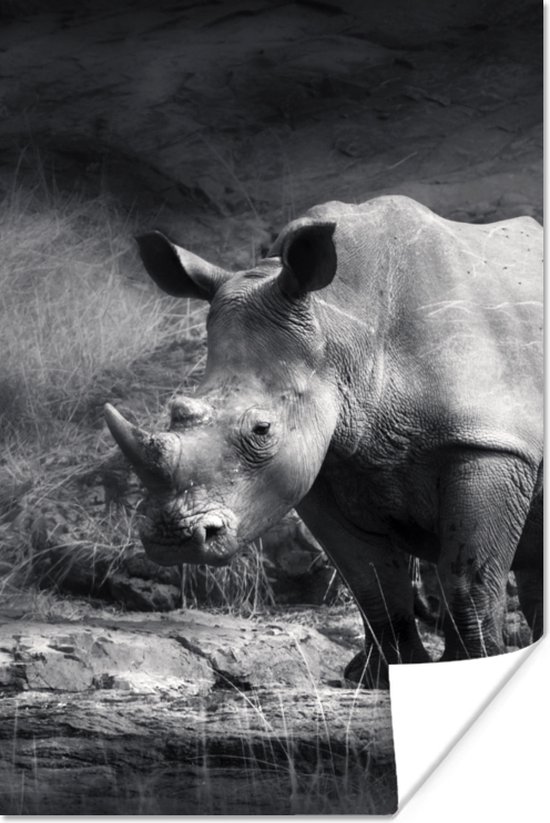 Poster Neushoorn - Natuur - Gras - Zwart - Wit - 60x90 cm