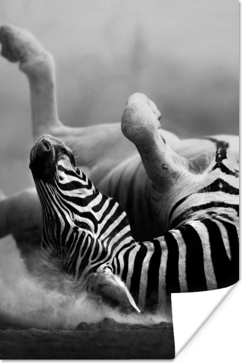 Poster Zebra - Dieren - Zwart - Wit - 60x90 cm