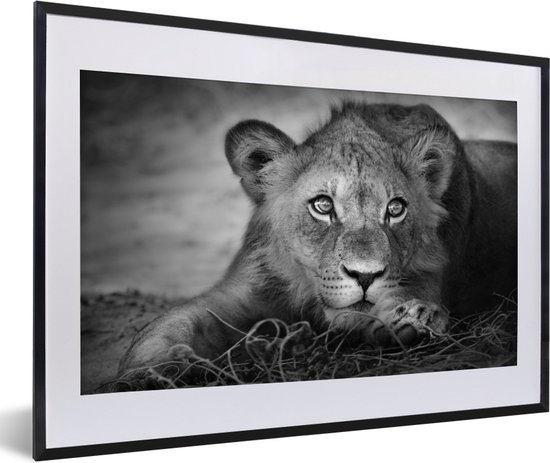 Fotolijst incl. Poster - Wilde dieren - Leeuw - Natuur - Zwart - Wit - 60x40 cm - Posterlijst