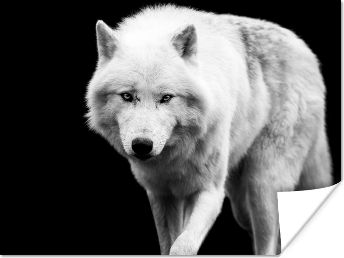 Poster Wolf - Dier - Zwart - Wit - 120x90 cm