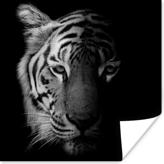 Affiche Tigre - Animaux - Sauvage - Noir - Blanc - 100x100 cm XXL