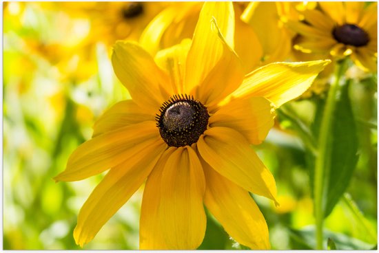 Poster Glanzend – Gele Ruige Rudbeckia Bloemen - 105x70 cm Foto op Posterpapier met Glanzende Afwerking