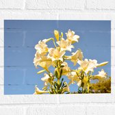 Muursticker - Witte Graflelie Bloemen voor Heldere Lucht als Achtergrond - 40x30 cm Foto op Muursticker