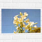 Muursticker - Witte Graflelie Bloemen voor Heldere Lucht als Achtergrond - 60x40 cm Foto op Muursticker