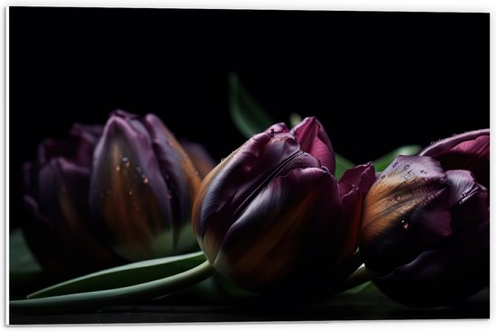 PVC Schuimplaat - Paarse Tulpen in het Donker - Bloemen - 60x40 cm Foto op PVC Schuimplaat (Met Ophangsysteem)