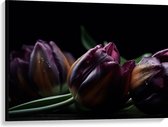 Canvas - Paarse Tulpen in het Donker - Bloemen - 100x75 cm Foto op Canvas Schilderij (Wanddecoratie op Canvas)