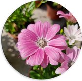 Dibond Muurcirkel - Bloem margriet roze met witte binnenkant en lichtere bloem op achtergornd - 60x60 cm Foto op Aluminium Muurcirkel (met ophangsysteem)