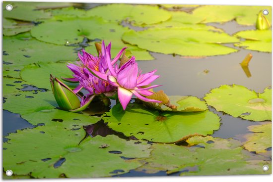 Tuinposter – Paarse Waterlelie Lotusbloem Drijvend op Leliebladeren en Water - 90x60 cm Foto op Tuinposter (wanddecoratie voor buiten en binnen)