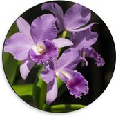 Dibond Muurcirkel - orchidee met witte knopjes en diverse paarse tinten - Bloem - 30x30 cm Foto op Aluminium Muurcirkel (met ophangsysteem)