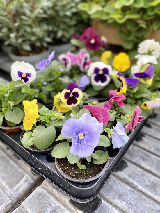 Foto: Viooltjes violen kleurenmix viola cornuta 12 stuks winterviooltjes in kwekerspotjes 9cm z r winterhard