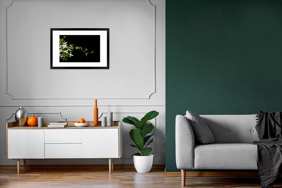 Photo en cadre - Une branche rampante de clématite blanche sur fond noir Cadre photo noir avec passe-partout blanc, moyen 60x40 cm - Affiche sous cadre (Décoration murale salon / chambre)