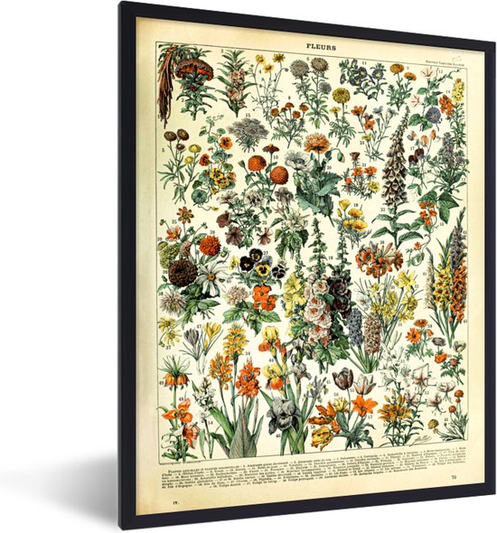 Fotolijst incl. Poster - Bloemen - Planten - Vintage - Adolphe Millot - Kunst - 60x80 cm - Posterlijst