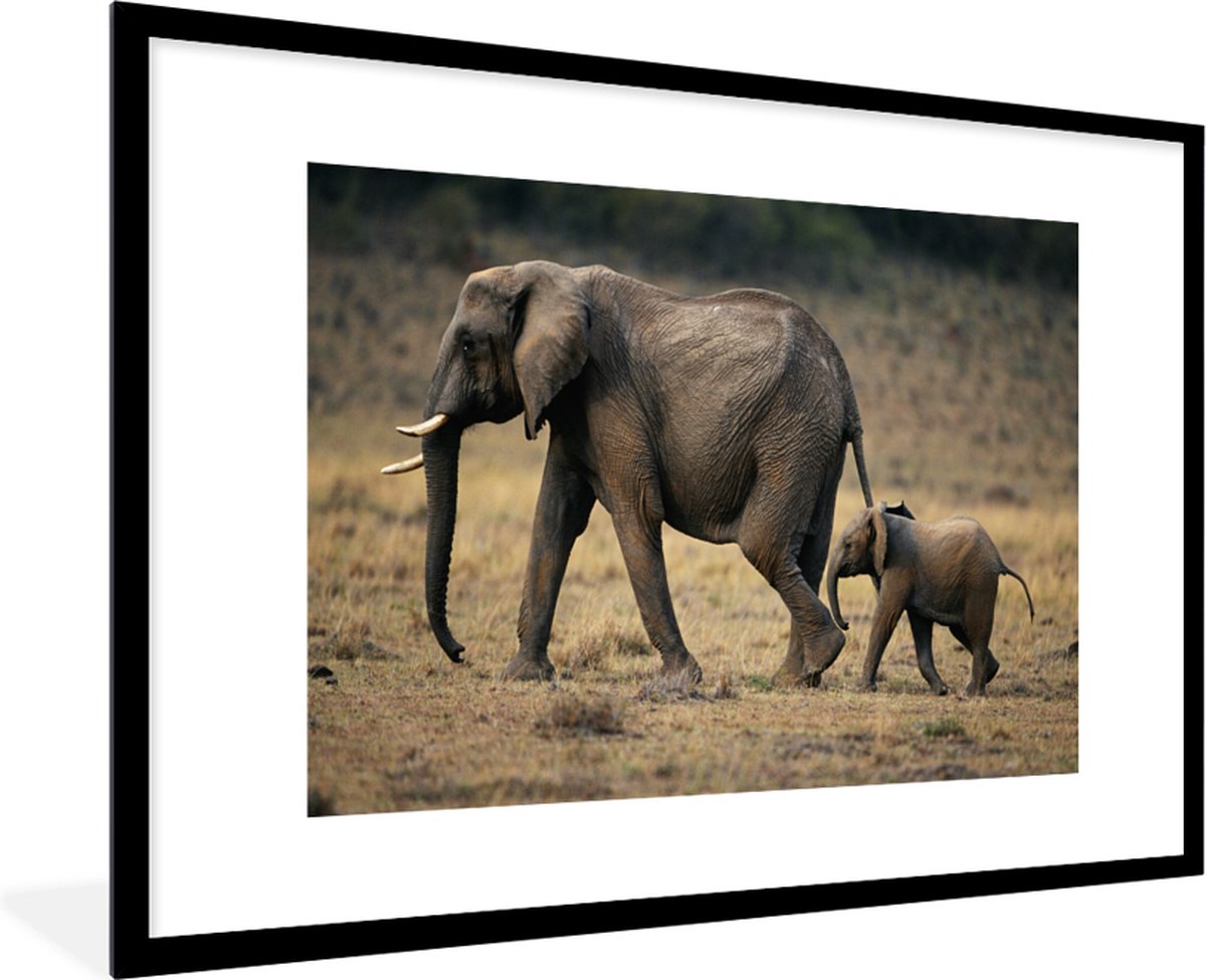 Cadre photo avec affiche - Animaux - Éléphant - Lion - 60x40 cm - Cadre  pour affiche | bol