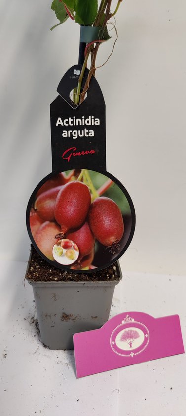 Actinidia arguta 'Geneva' plant in grijze pot met etiket met afbeelding van kiwi bessen.