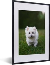 Cadre photo en cadre - Chien maltais sur pelouse cadre photo noir avec passe-partout blanc 40x60 cm - Affiche sous cadre (Décoration murale salon / chambre)
