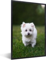 Cadre photo en cadre - Chien maltais sur pelouse cadre photo noir 40x60 cm - Affiche sous cadre (Décoration murale salon / chambre)