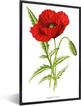 Photo encadrée - Illustration Vintage d'un cadre photo fleur rouge noir sans passe partout 20x30 cm - Affiche encadrée (Décoration murale salon / chambre)