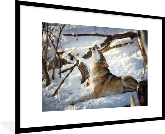 Loup eurasien hurlant 120x80 cm