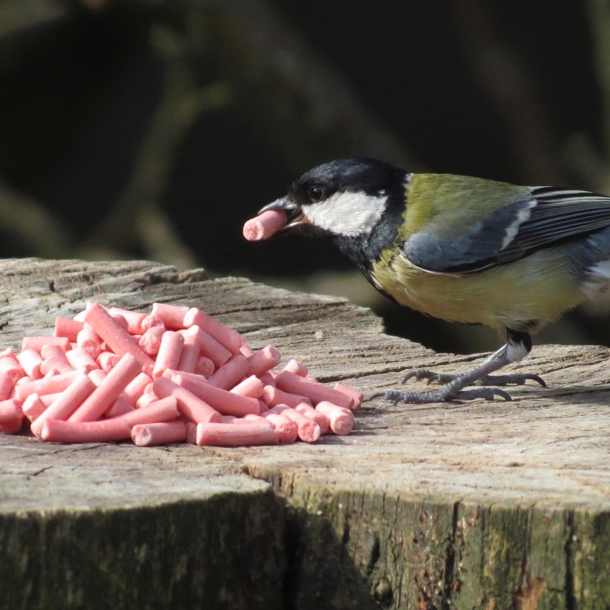 Aniculis - Traktatie met bessen (5 kg) | Premium vetkorrels voor wilde vogels | Tuinvogelvoer met bessensmaak | Delicatesse voor merels, lijsters en roodborstjes